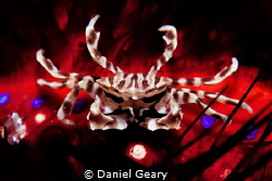 zebra crab - dauin, philippines by Daniel Geary 